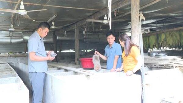Hiệu quả kinh tế từ mô hình nuôi Dúi ở xã Tân Thành