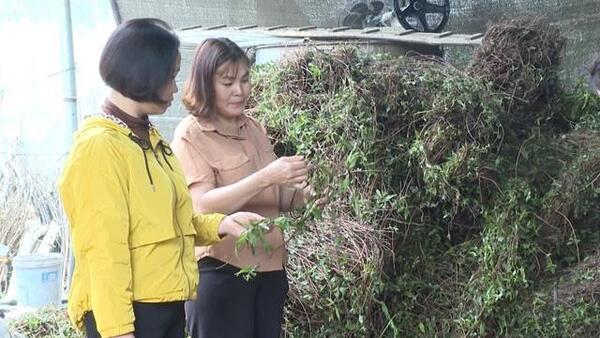 Gương phụ nữ điển hình nỗ lực vươn lên phát triển kinh tế